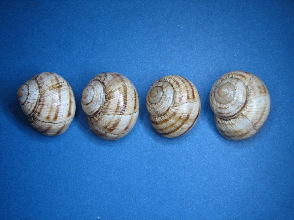 Variazioni in Helix ligata